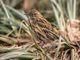 link to south georgia pipit